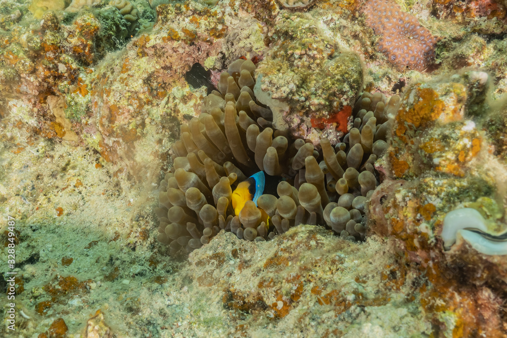 Coral reef and water plants in the Red Sea, Eilat Israel Coral reef and water plants in the Red Sea, Eilat Israel