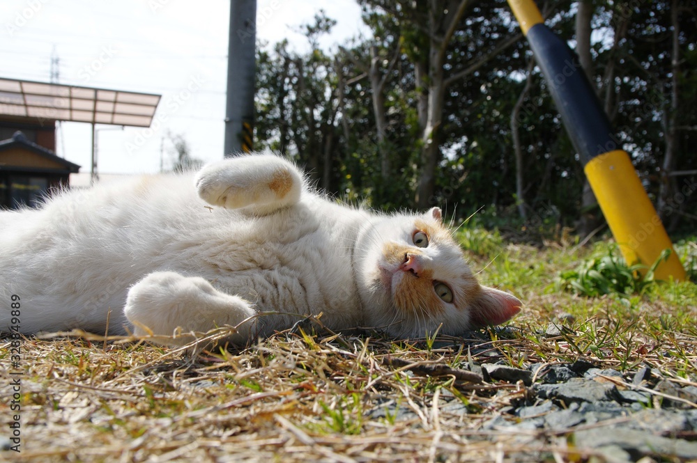 Fototapeta premium ごろーん