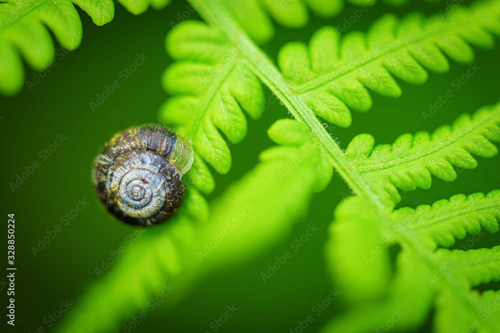 Green Leaf Fern. Ecology concept. Selective focus on the image. Symbol Wildlife Ecology. Green leaf of fern in the sun. Wildlife concept. Out of focus. Green Leaf Fern. Ecology concept. Selective focus on the image. Symbol Wildlife Ecology. Green leaf of fern in the sun. Wildlife concept. Out of focus.