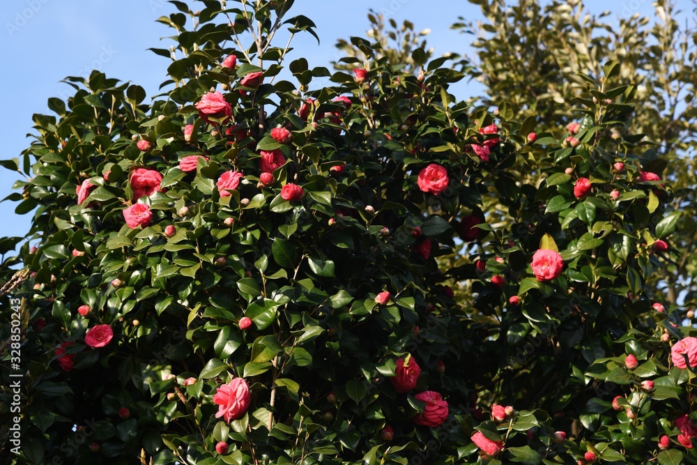 Obraz premium The camellia japonica was used not only for ornamental purposes, but also for edible oils and hair dressings by squeezing seeds.