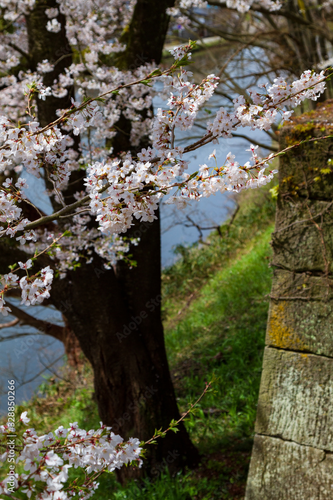 Fototapeta premium 会津城の桜