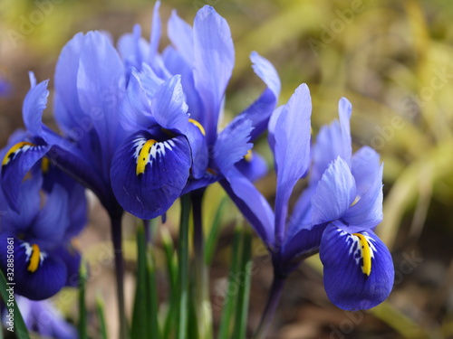 Blaue Iris Blüte