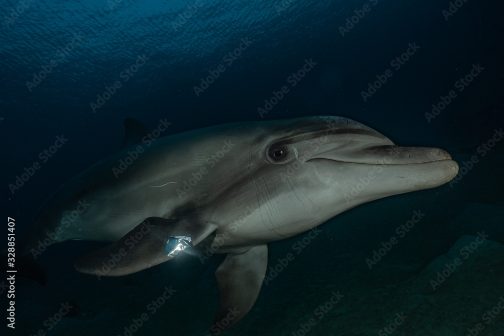 Fototapeta premium Dolphin swimming in the Red Sea, Eilat Israel