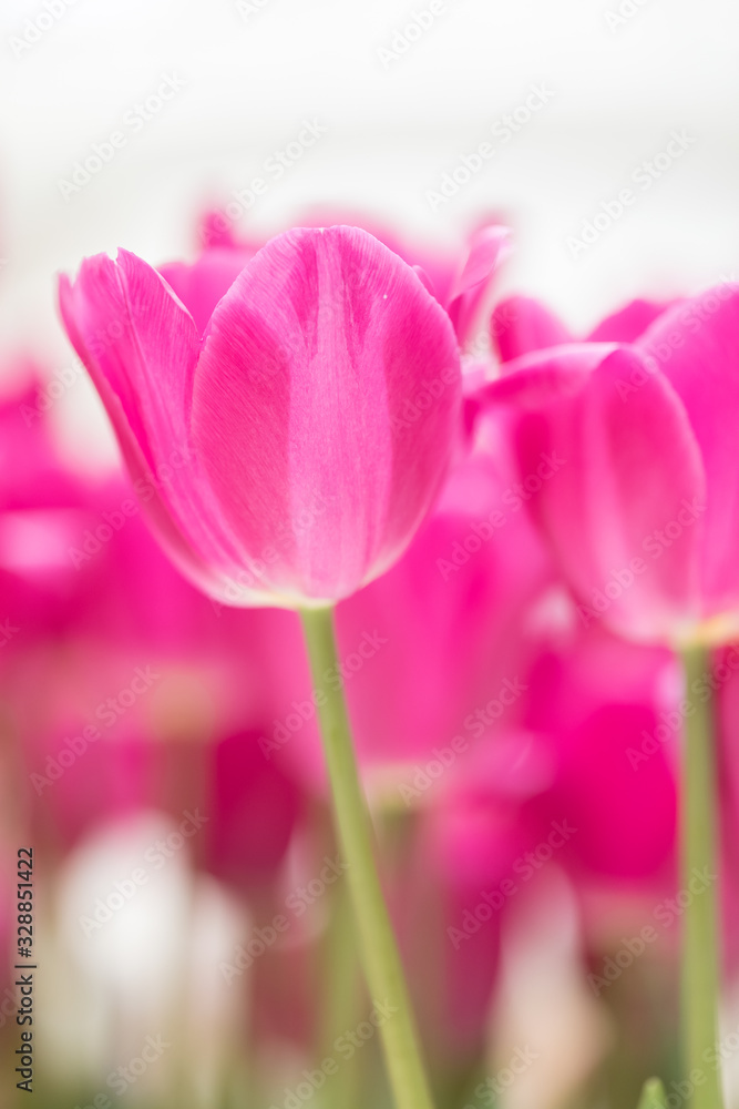 Flowering red tulips on a white background. Side view. The place for an inscription