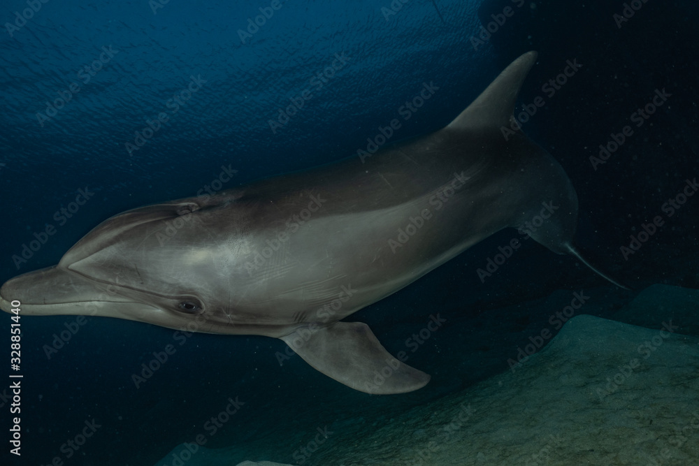 Fototapeta premium Dolphin swimming in the Red Sea, Eilat Israel
