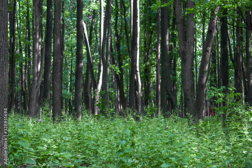 summer bright green dense forest with fresh grassy meadow with blurry background summer bright green dense forest with fresh grassy meadow with blurry background