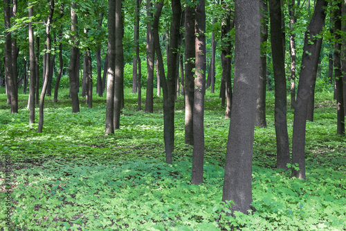 Fototapeta Naklejka Na Ścianę i Meble -  summer bright green forest with fresh grassy meadow