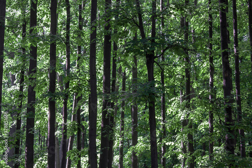 Fototapeta Naklejka Na Ścianę i Meble -  tree trunks in a summer green forest
