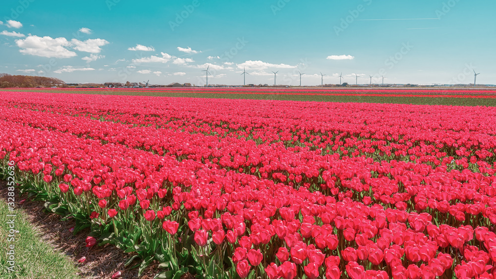 Field with red tulips behind the dunes of the Dutch province of Noord-Holland