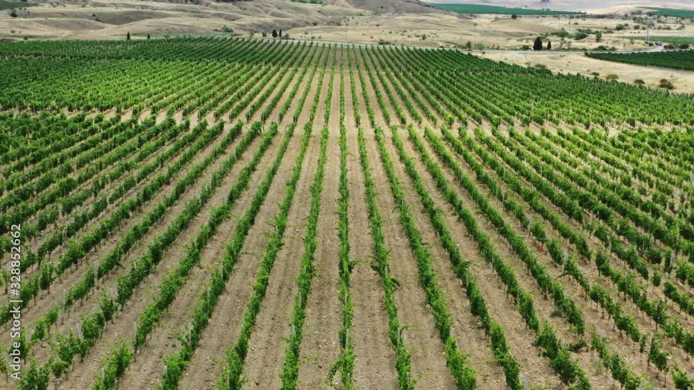 Aerial beautiful view of mountain vineyard in Crimea, 4k Aerial beautiful view of mountain vineyard in Crimea, 4k