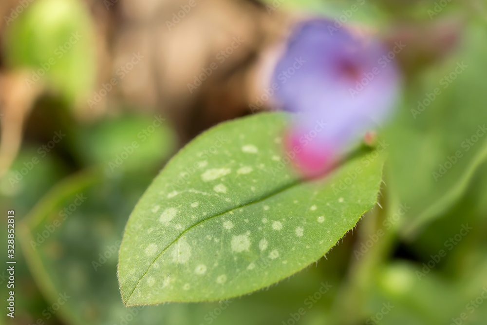 Φωτογραφία Lungwort (Pulmonaria officinalis) common lungwort or Mary's tears, rhizomatous medicinal plant in family Boraginaceae with cordate, elongated and pointed leaves