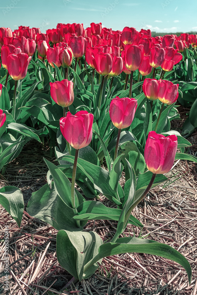 Foto Field with red tulips behind the dunes of the Dutch province of Noord-Holland