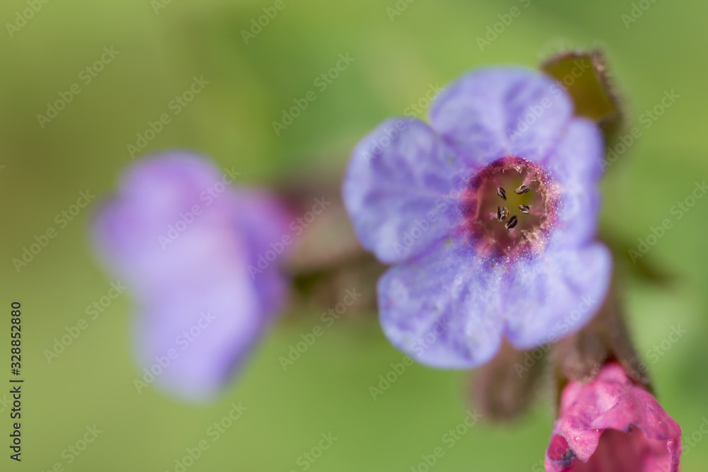 Lungwort (Pulmonaria officinalis) common lungwort or Mary's tears, rhizomatous medicinal plant in family Boraginaceae with cordate, elongated and pointed leaves. Used for chest conditions and chronic 