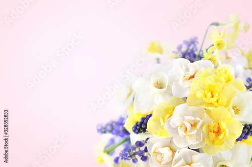 Spring blossoming yellow and white daffodils posy  springtime blooming narcissus  jonquil  flowers bouquet festive background