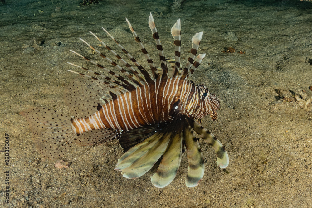 Lion fish in the Red Sea colorful fish, Eilat Israel Lion fish in the Red Sea colorful fish, Eilat Israel