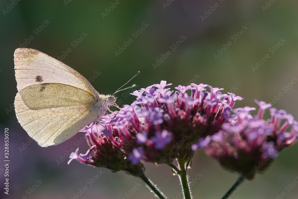 Cabbage butterfly on verdena flower macro Cabbage butterfly on verdena flower macro