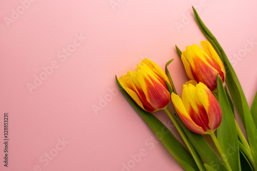 Fototapeta Naklejka Na Ścianę i Meble -  selective focus, yellow-red tulips for women's holiday