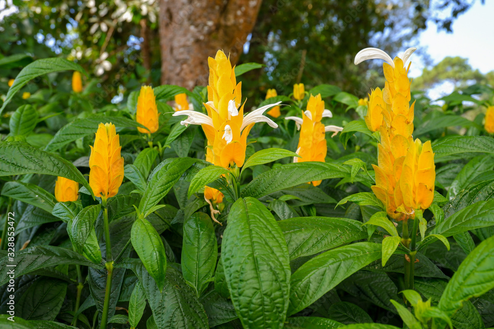 Foto de This yellow flowers is named golden candle, golden shrimp plant
