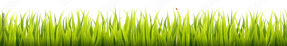 Grass field seamless footer. Microgreen wheat sprouts Grass field seamless footer. Microgreen wheat sprouts