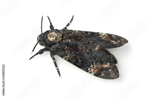 Death head hawkmoth isolated on white photo