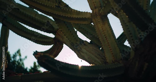 Big green cactus in front of a blue sky with sun flare on a sunny day, close up, slow motion. BMPCC 4K photo