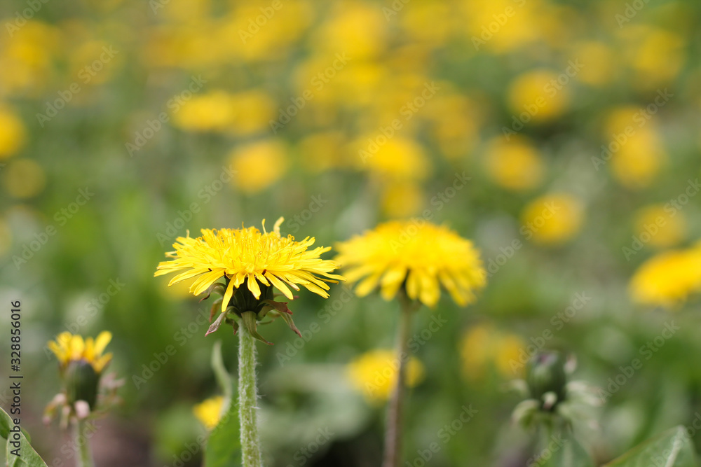 field with dandelions, nature in spring, background field with dandelions, nature in spring, background