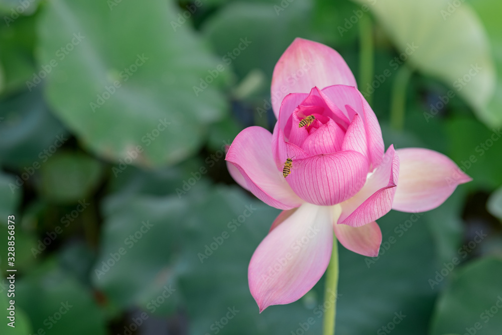 The lotus in the pool is blooming