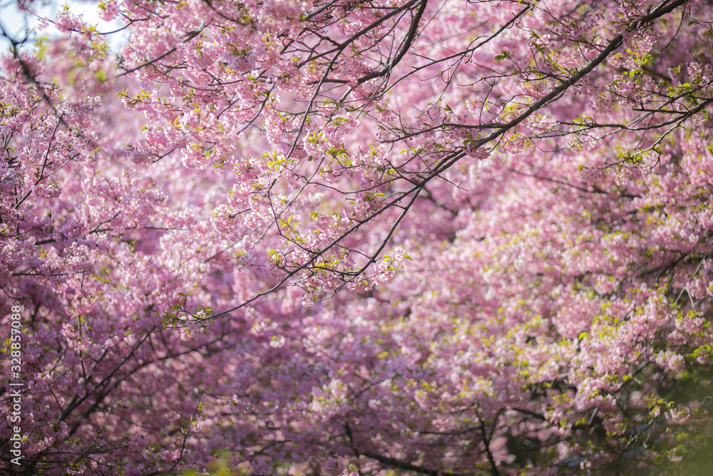 sakura festival cherry blossom in japan sakura festival cherry blossom in japan