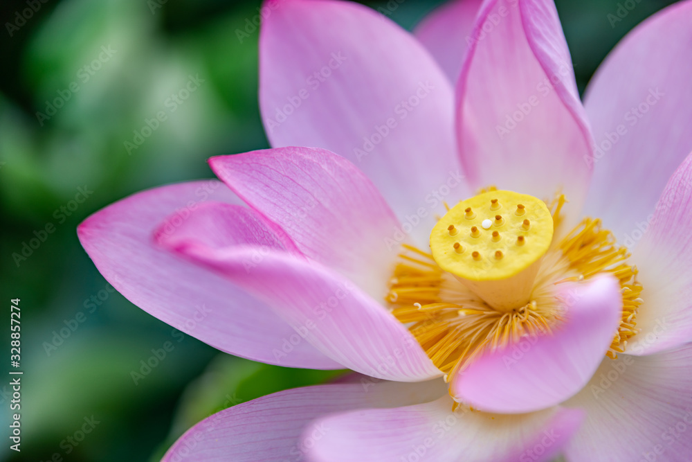 The lotus in the pool is blooming The lotus in the pool is blooming