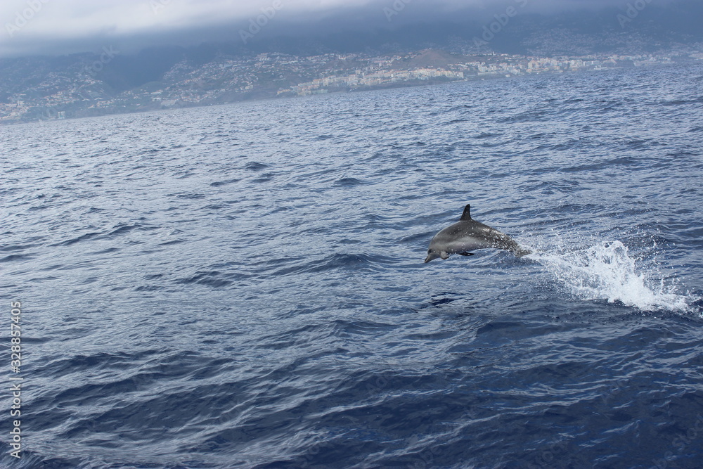 Obraz premium humpback whale in the sea