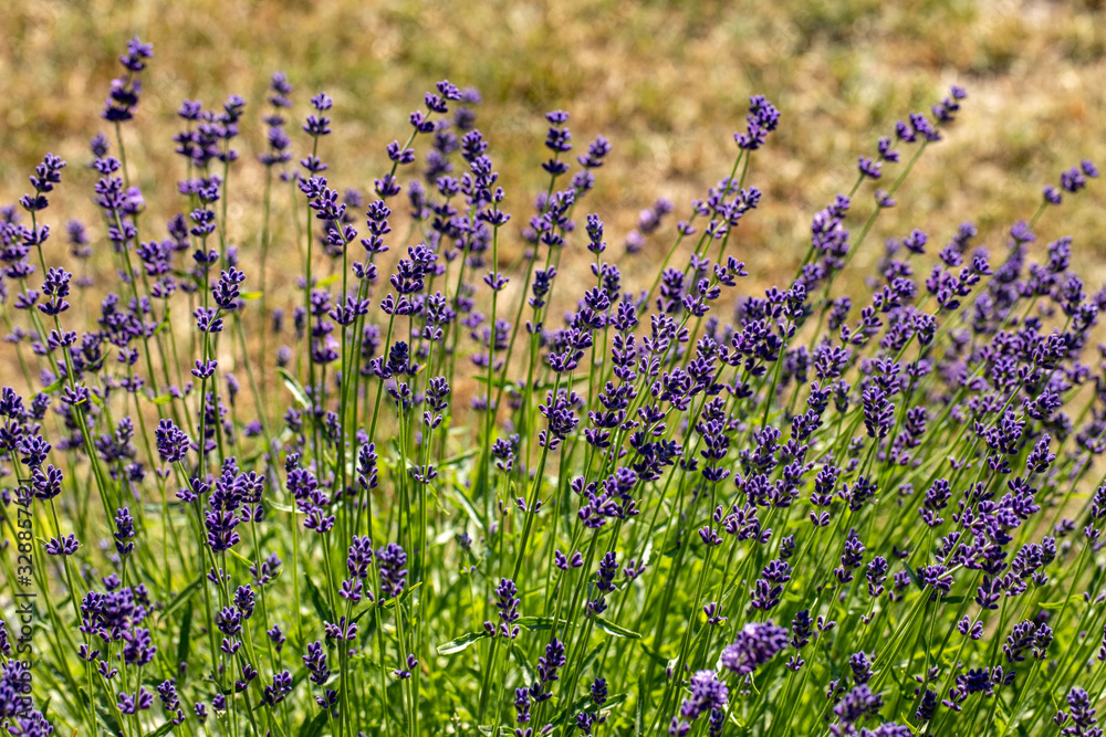 Naklejka premium the blooming lavender flowers in Provence, near Sault, France