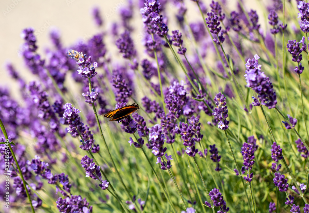  the blooming lavender flowers in Provence, near Sault, France - obrazy, fototapety, plakaty 