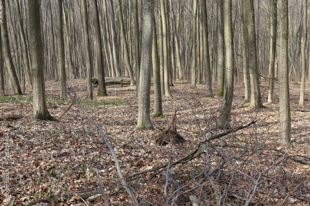 The tree broke from a strong wind in the spring forest.The tree was sawn into logs and stacked. The tree broke from a strong wind in the spring forest.The tree was sawn into logs and stacked.
