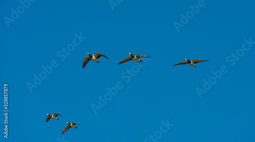 Flock of geese flying in the sky of a natural park in winter 