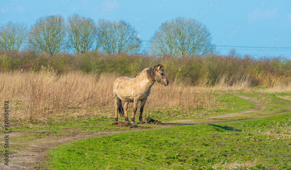Fototapeta premium Horse in a field with reed in a natural park in sunlight in winter