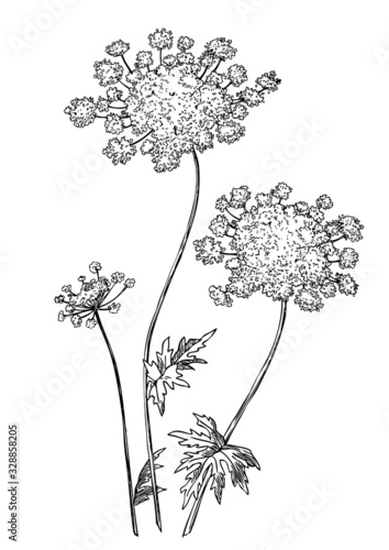 Queen Anne s Lace Flower
