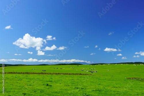 牧場の風景