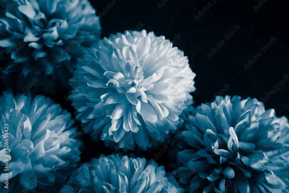 Beautiful abstract color purple and blue flowers on black background and blue graphic white flower frame and dark leaves texture, purple background, colorful graphics banner