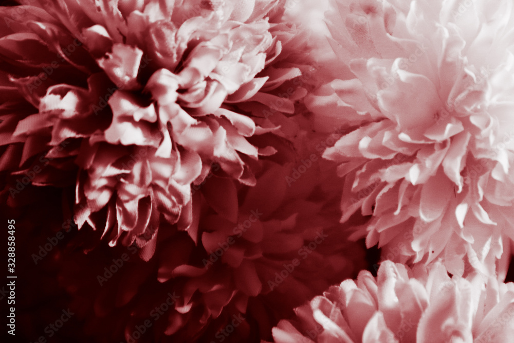 Beautiful abstract color pink and red flowers graphic on black background and light black and pink flower frame and pink leaves texture, dark background, red banner happy valentine Beautiful abstract color pink and red flowers graphic on black background and light black and pink flower frame and pink leaves texture, dark background, red banner happy valentine