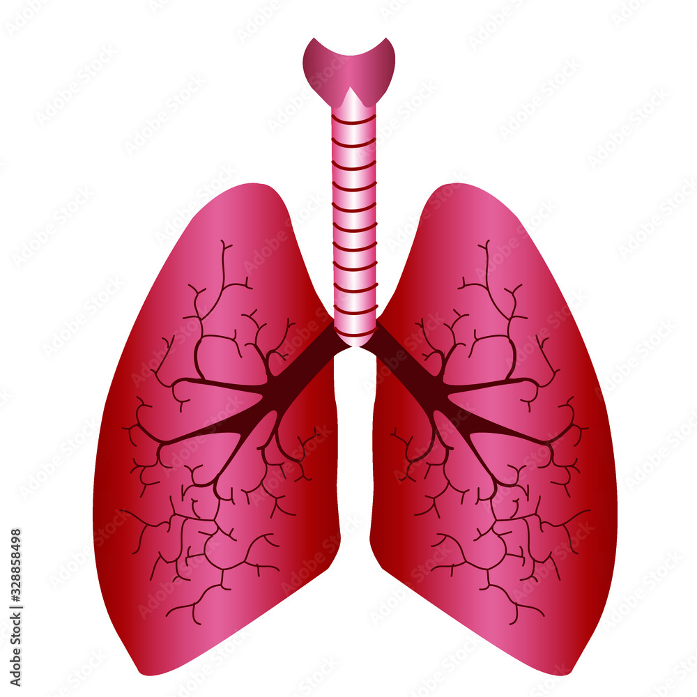 Lungs icon. Internal organs of the human design element, logo. Anatomy ...