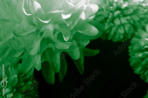 Beautiful abstract color white and green flowers on black background and light black and dark flower frame and green leaves texture, dark background, green banner happy 