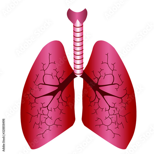 Lungs  icon. Internal organs of the human design element, logo. Anatomy, lung organ on white background.