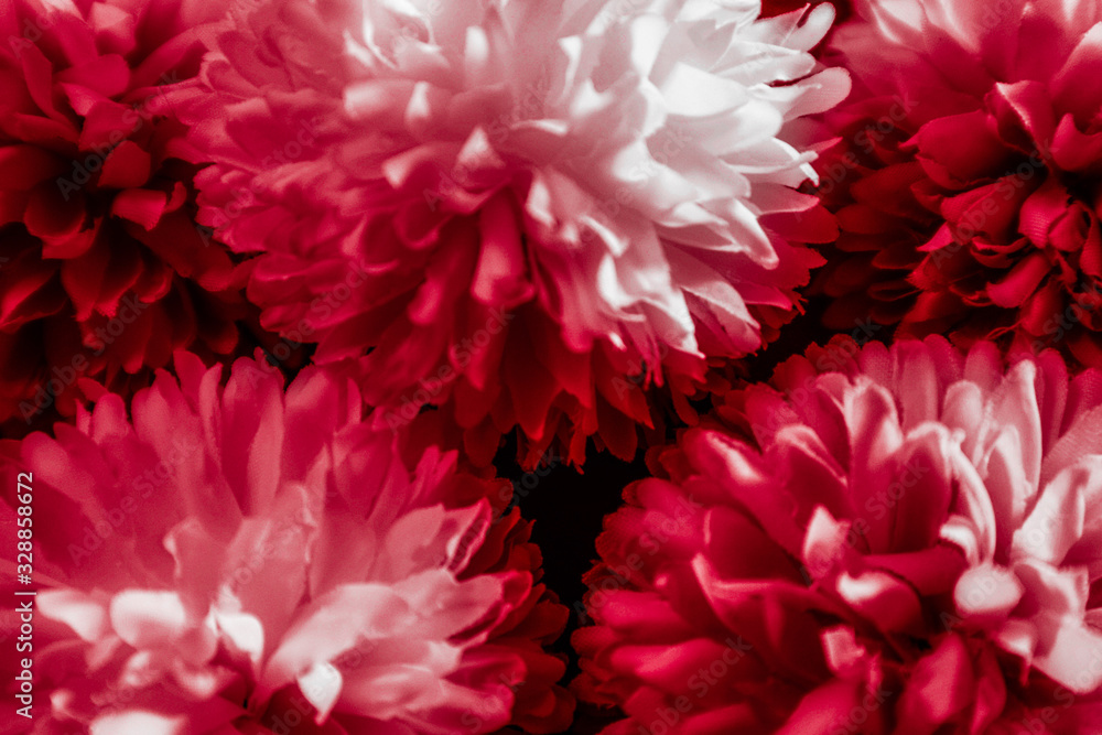 Fototapeta premium Beautiful abstract color pink and red flowers graphic on black background and light black and pink flower frame and pink leaves texture, dark background, red banner happy valentine
