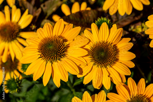 Rudbekia Yellow Daisy flowers in ornamental garden