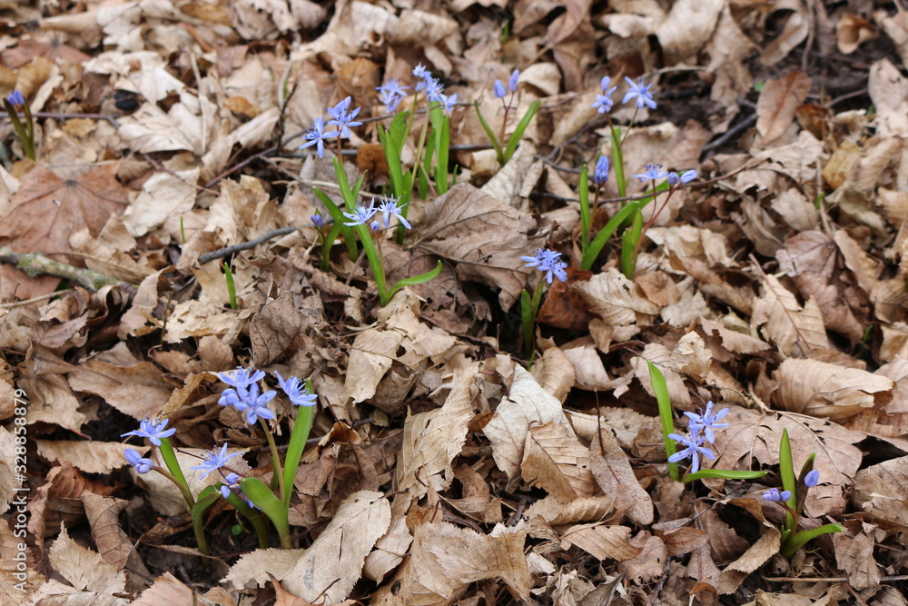 Blueflowers primroses bloomed in the spring forest Blueflowers primroses bloomed in the spring forest