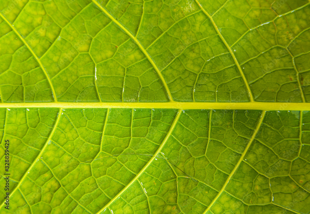 Fototapeta premium Close-up of green leaves