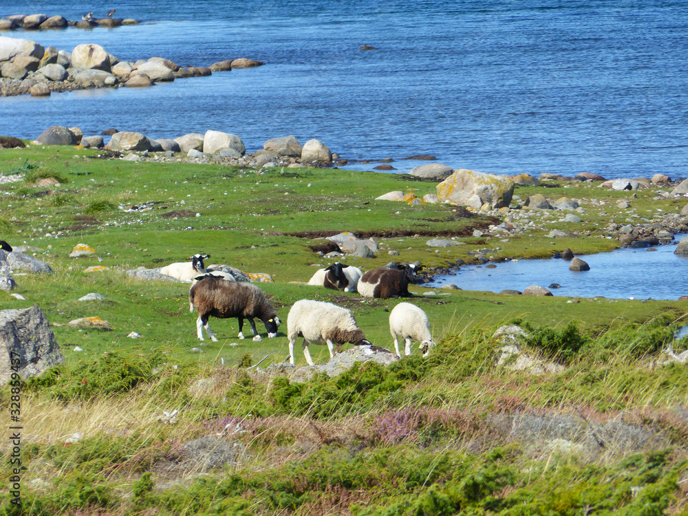 Fototapeta premium Sheeps and landscapes in the Koster, Sydkoster and Nordkoster islands. Archipielago of Kosterhavets Nationalpark. Stromstad. Bohuslan. Sweden.