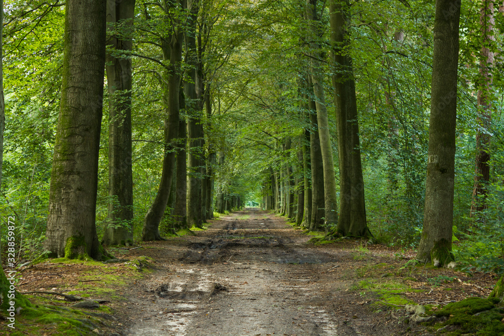 Forest road without people in Westmalle, Belgium Forest road without people in Westmalle, Belgium