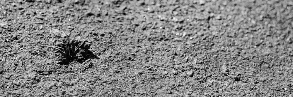 Monochrome long background with asphalt with dry leaf Monochrome long background with asphalt with dry leaf