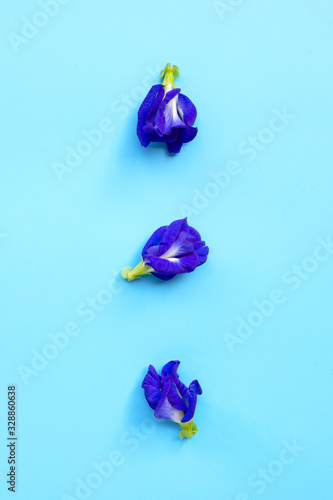Blue butterfly pea flower blooming, blue background. © Bowonpat